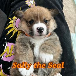 Sally The Seal- Orange Collar - Red female Pembroke Welsh Corgi puppy in Olathe, Colorado from Rocking LJ Breeding