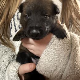 Tan - Fawn sable male Belgian Malinois puppy in Boise, Idaho from Wings of Freedom Retrievers and Malinois