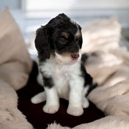 Chloe - Tri-color female Bernedoodle puppy in Aubrey, Texas from Four Willows Farm