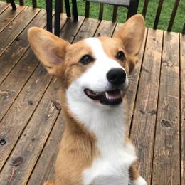 Pembroke Welsh Corgis from Lucky Penny Corgis