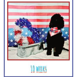 Poodle Puppies from Paw Print Poodles