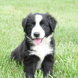 Girl 2 - Lucy - Black and white female English Shepherd puppy in California, Missouri from Oerly's English Shepherds
