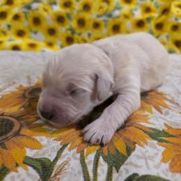 Girl 3 - Light golden female Golden Retriever puppy in Lawtey, Florida from Rise and Shine Goldens