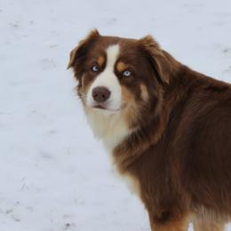 Miniature Australian Shepherds from Penn Creek Aussies