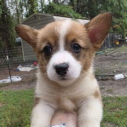 Girl 3 - Red female Pembroke Welsh Corgi puppy in Middleburg, Florida from Mulkeys Little Corgis