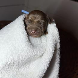 Mr. Peanut butter - Chocolate male Dachshund puppy in Yuba City, California from Mulberry Dachshunds