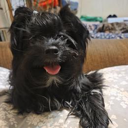Meka - Yorkshire Terrier