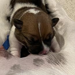 Golden Retriever and Jack Russell Terrier Puppies from Shelby Burleson's Golden Retrievers and Jack Russell Terriers