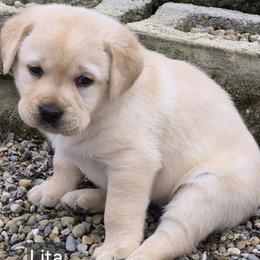 Lita - Yellow female Labrador Retriever puppy in Greenwich, Ohio from Pure Gem Kennel
