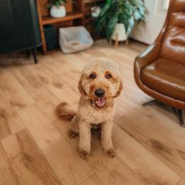 Ariel - Goldendoodle