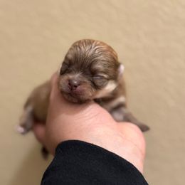 Female 2 - Orange sable female Pomeranian puppy in Denver, Colorado from Melrey's paws