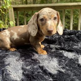 Dachshund Puppies from Doxie Dapples