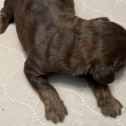 Woody - Brown male Bernedoodle puppy in Williston, Florida from Tera Caldwell