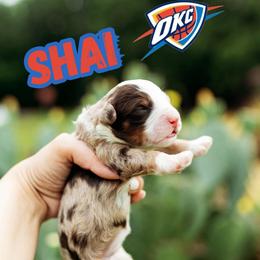 Shai - Chocolate merle male Bernedoodle puppy in Ardmore, Oklahoma from Mop Top Doodle Co.