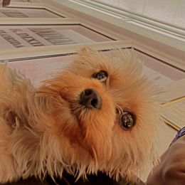 Yorkshire Terrier Puppies from Joy Riley's Yorkies