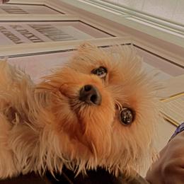 Yorkshire Terrier Puppies from Joy Riley's Yorkies