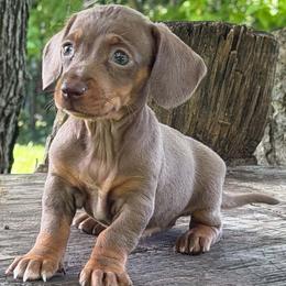 Voodoo - Dapple female Dachshund puppy in Industry, Illinois from KDKs Kennels