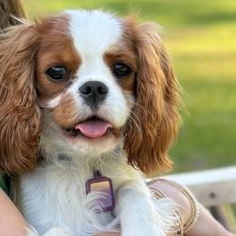 Maisie - Blenheim female Cavalier King Charles Spaniel puppy in Washington, North Carolina from Farmhouse Cavaliers NC