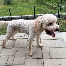 Zuez - Goldendoodle