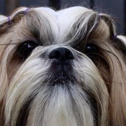 Simona  - Shih Tzu