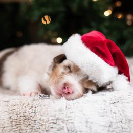 Shine - Red merle female Australian Shepherd puppy in Woodford, Virginia from Skyborne Australian Shepherds