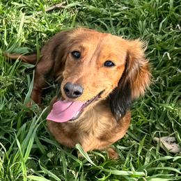 Khloe - Dachshund
