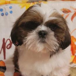 Pheonix - Red and white male Shih Tzu puppy in Parma, Ohio from D's DeVine Shih-Tzu