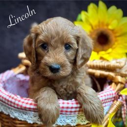 Lincoln - Red  male Goldendoodle puppy in Crockett, Texas from Kingdom Kennels