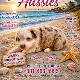 Waves - Red merle male Miniature Australian Shepherd puppy in Port Saint Lucie, Florida from Charlene Brannon's Mini Australian Shepherds