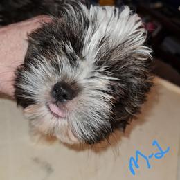 Boy 2 - Tricolor male Shih Tzu puppy in Bethlehem, Pennsylvania from Cinnamon's Shih Tzus