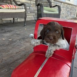 Vaughn - Brown and gray Wirehaired Pointing Griffon puppy in Douglas, Wyoming from Complete Game Griffs
