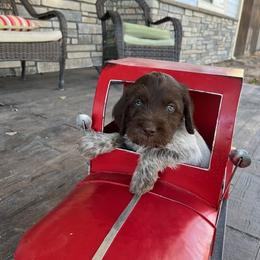 Vaughn - Brown and gray Wirehaired Pointing Griffon puppy in Douglas, Wyoming from Complete Game Griffs