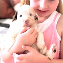 Maggie - Brown and white female Aussiedoodle puppy in Orland, California from Shockley’s Elite Doodles