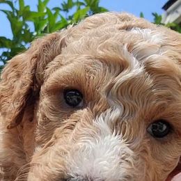 Goldendoodle Puppies from Americana Paws