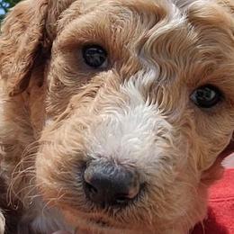Goldendoodle Puppies from Americana Paws