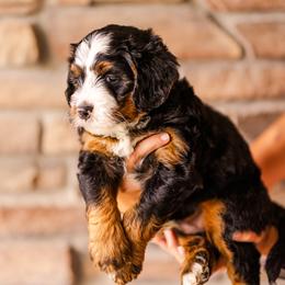 Snickers - Tri-color male Bernedoodle puppy in Lehi, Utah from Cookie's Cuties