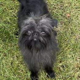 Sparky - Brussels Griffon