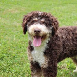 Coca - Bernedoodle