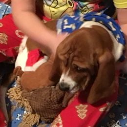 Basset Hound Puppies from Muggsk-9obedience