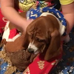 Basset Hound Puppies from Muggsk-9obedience