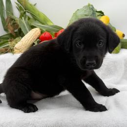 Yellow - Black male Labrador Retriever puppy in Heath Springs, South Carolina from Rich Hill Retrievers