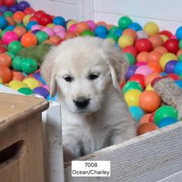 Ocean boy 5 - Light golden male Golden Retriever puppy in Niles, Michigan from Christiana Creek Goldens