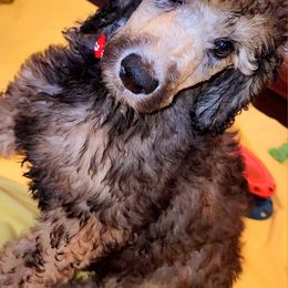 Poodle Puppies from White Comet Poodles
