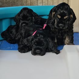 Cocker Spaniels from DreamShadow Cockers