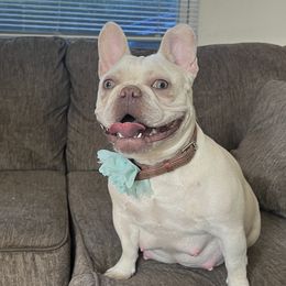 Georgia - French Bulldog