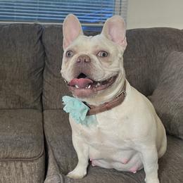 Georgia - French Bulldog