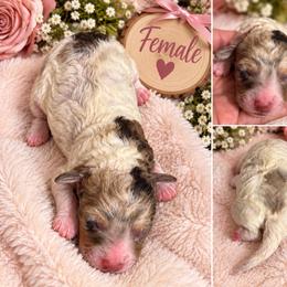 Boo - White female Poodle puppy in Athens, Tennessee from Paws & Kisses