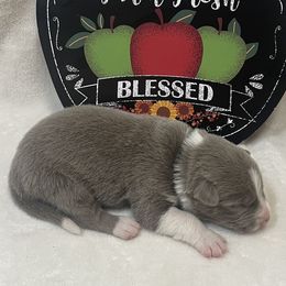 Lilac 1 - Lilac male Border Collie puppy in Gadsden, Alabama from Collie Wood Hills