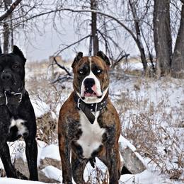Molosser (Bully x)  All Grown Up from Miscela Molossers