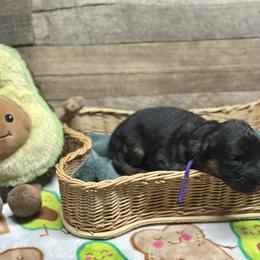 Purple - Yaz - Black and red female German Shepherd puppy in Iola, Wisconsin from Aus Hütehunde German Shepherds